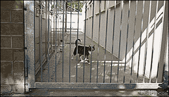 cat-great-escape.gif