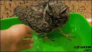 awesome-owl-2