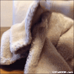 awoesome-owl-6