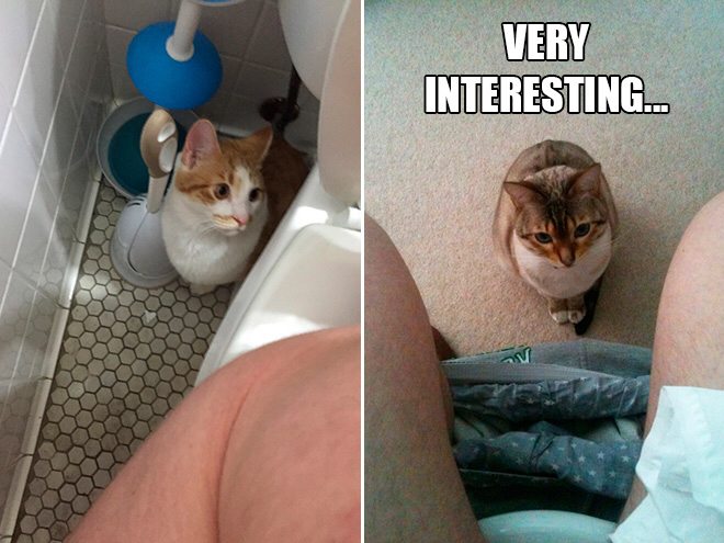 cat-moment-10