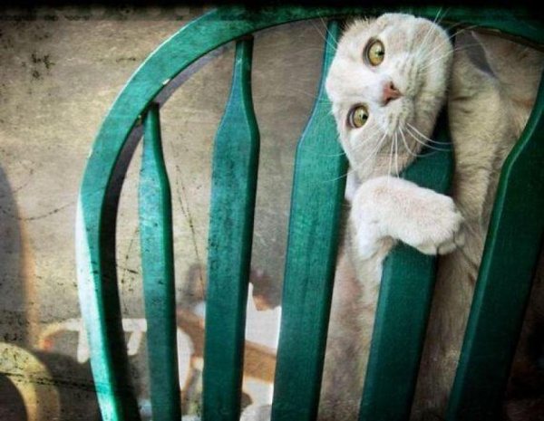 cats-and-dogs-against-furniture-19