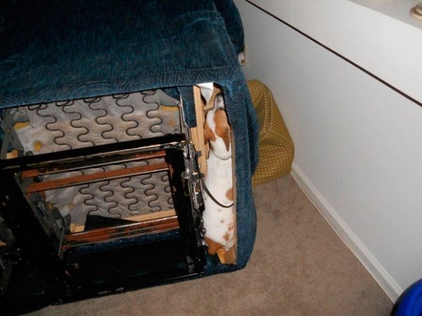 cats-and-dogs-against-furniture-6