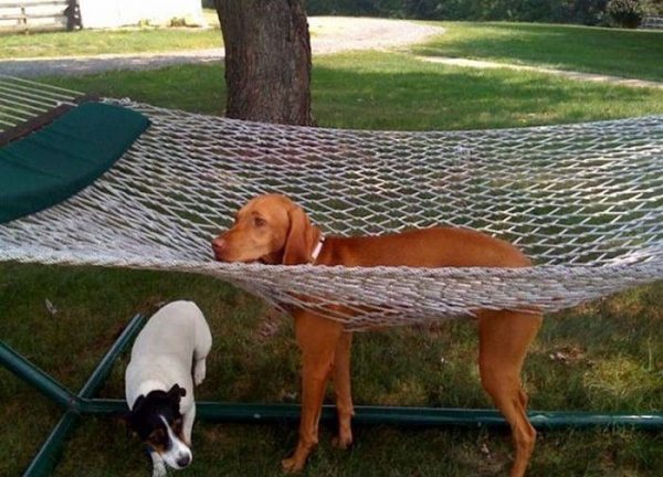 cats-and-dogs-against-furniture-8