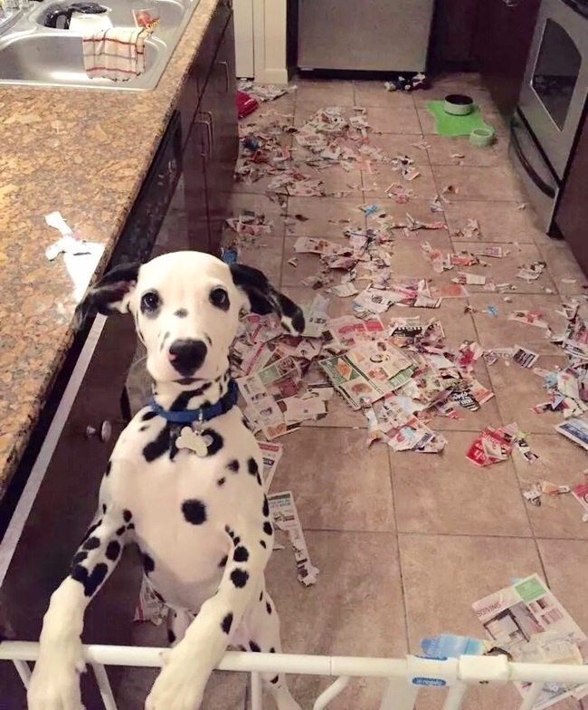 owner-comes-home-too-early-13