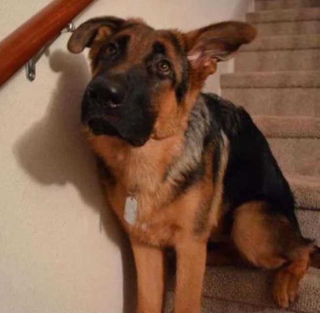 owner-comes-home-too-early-18