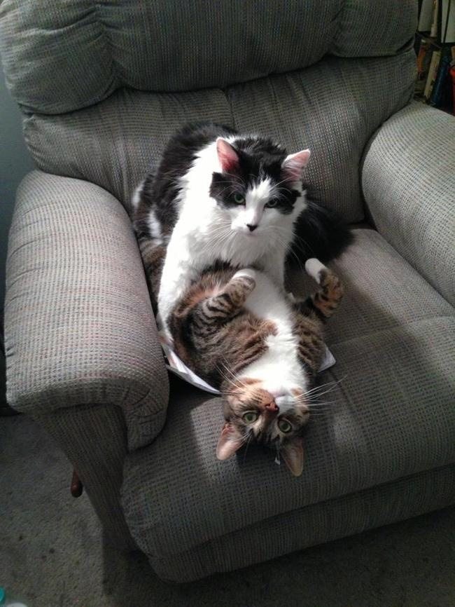 owner-comes-home-too-early-9