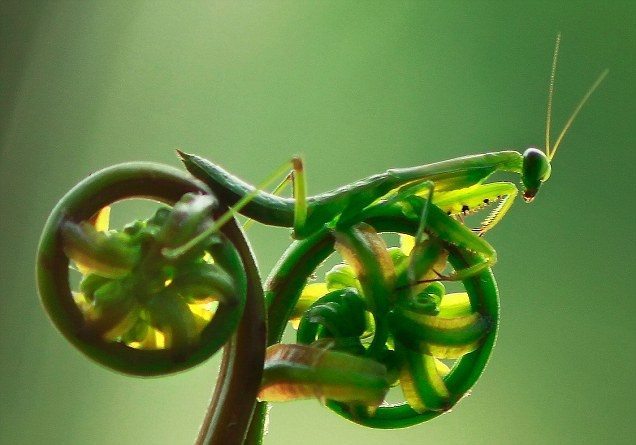 plants-that-look-like-something-else-10