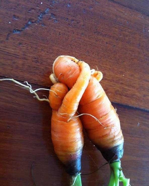 plants-that-look-like-something-else-11