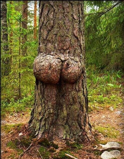 plants-that-look-like-something-else-12