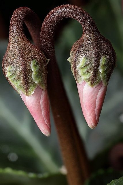 plants-that-look-like-something-else-13