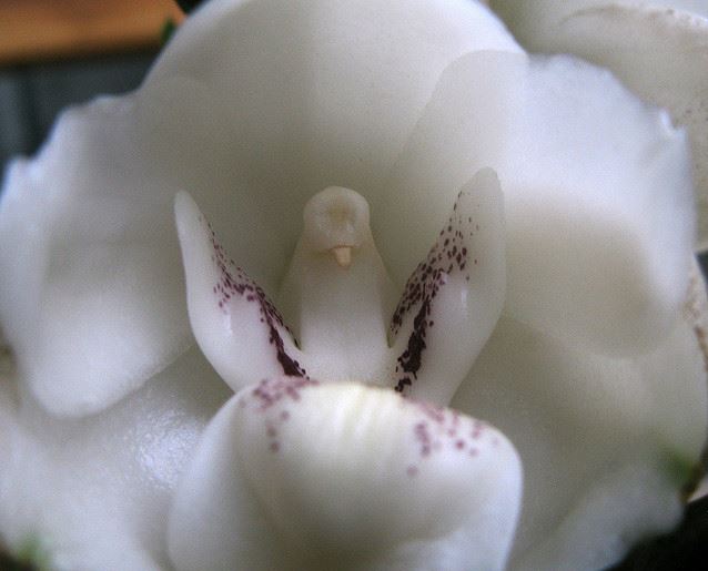 plants-that-look-like-something-else-15