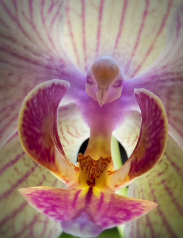 plants-that-look-like-something-else-16