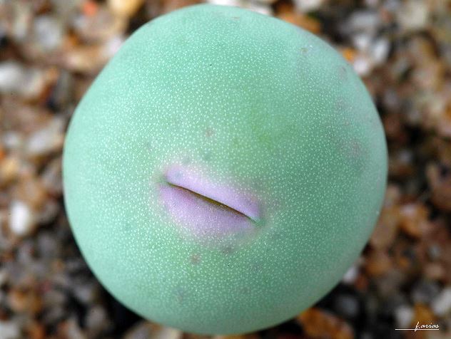 plants-that-look-like-something-else-2