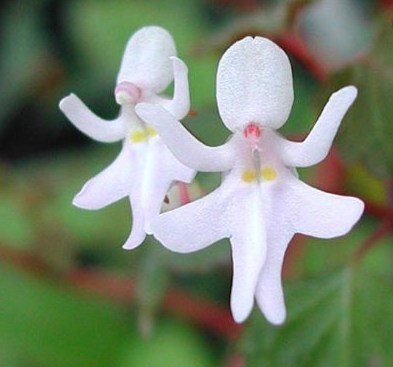 plants-that-look-like-something-else-3