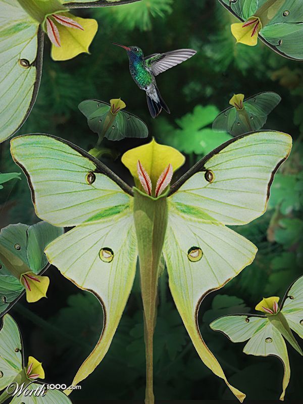 plants-that-look-like-something-else-4