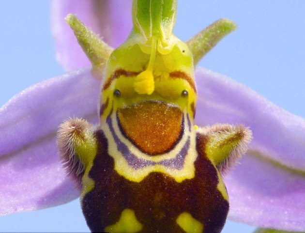 plants-that-look-like-something-else-6