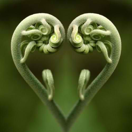 plants-that-look-like-something-else-7