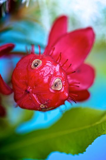 plants-that-look-like-something-else-8