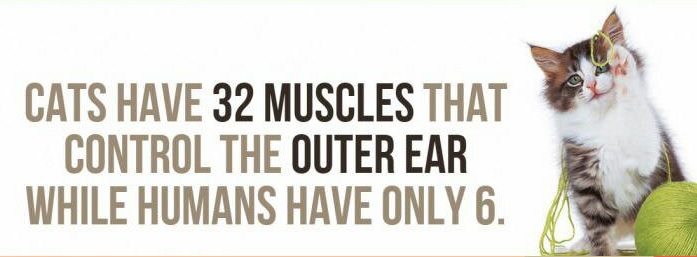 facts-about-cats-3