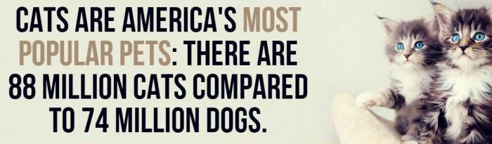 facts-about-cats-5