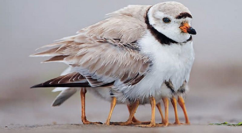 power-of-parental-love-1