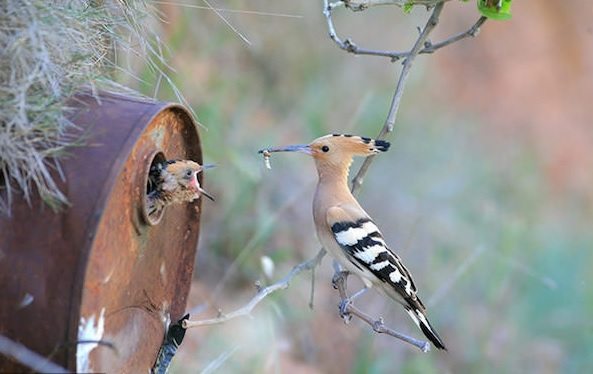 power-of-parental-love-11