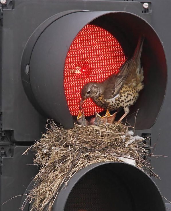 power-of-parental-love-15