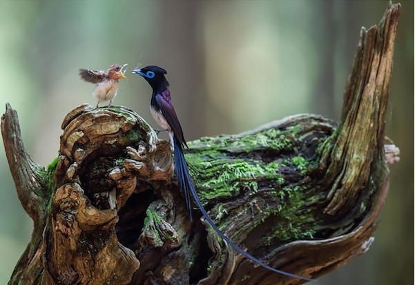 power-of-parental-love-2