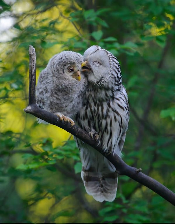 power-of-parental-love-6