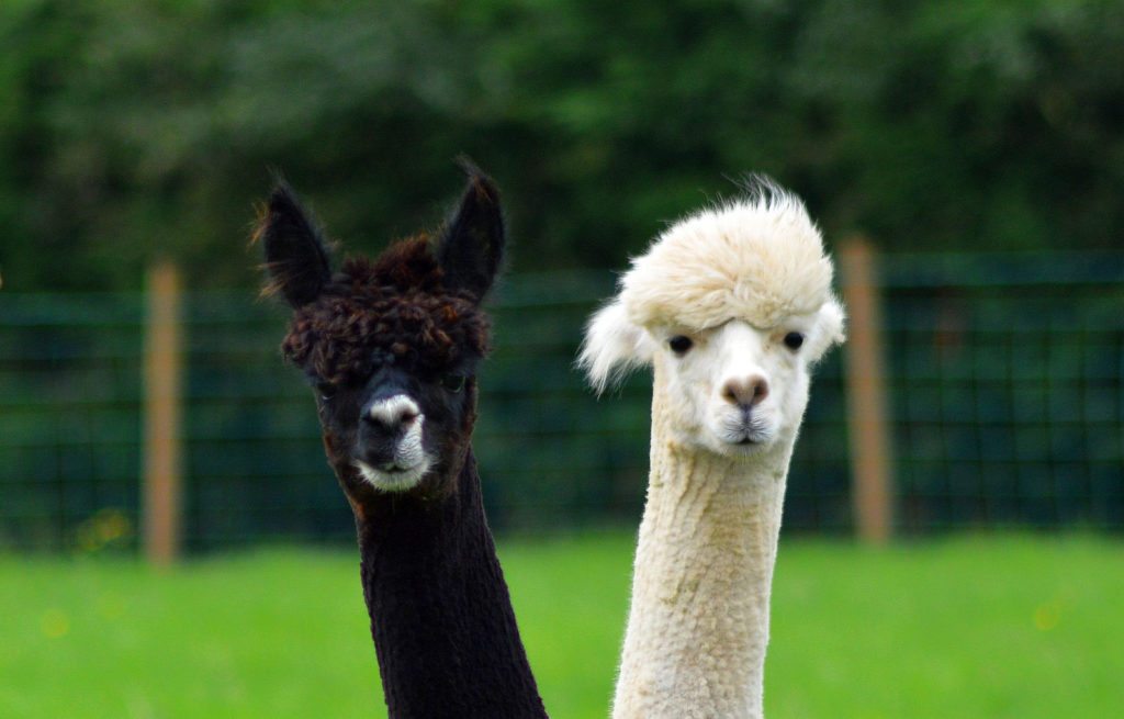 20-alpacas