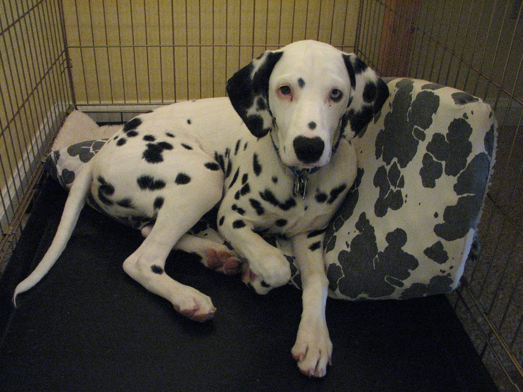 22-dalmatians