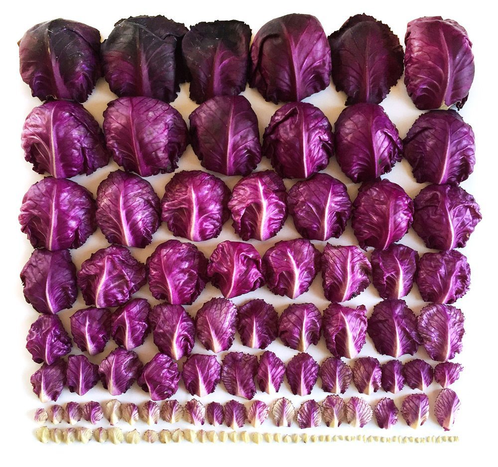 oddly-appealing-image-10