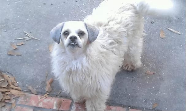 dog-with-a-haircut-1