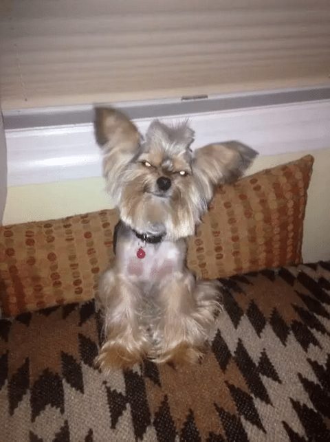 dog-with-a-haircut-13