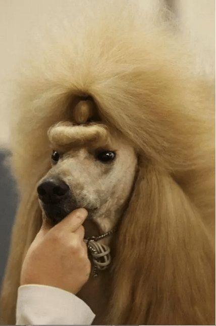 dog-with-a-haircut-19