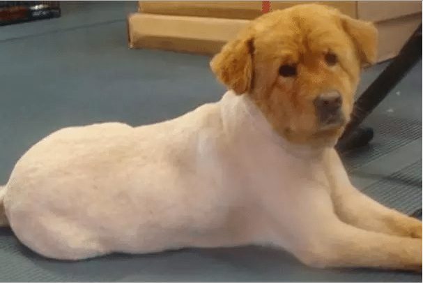 dog-with-a-haircut-6