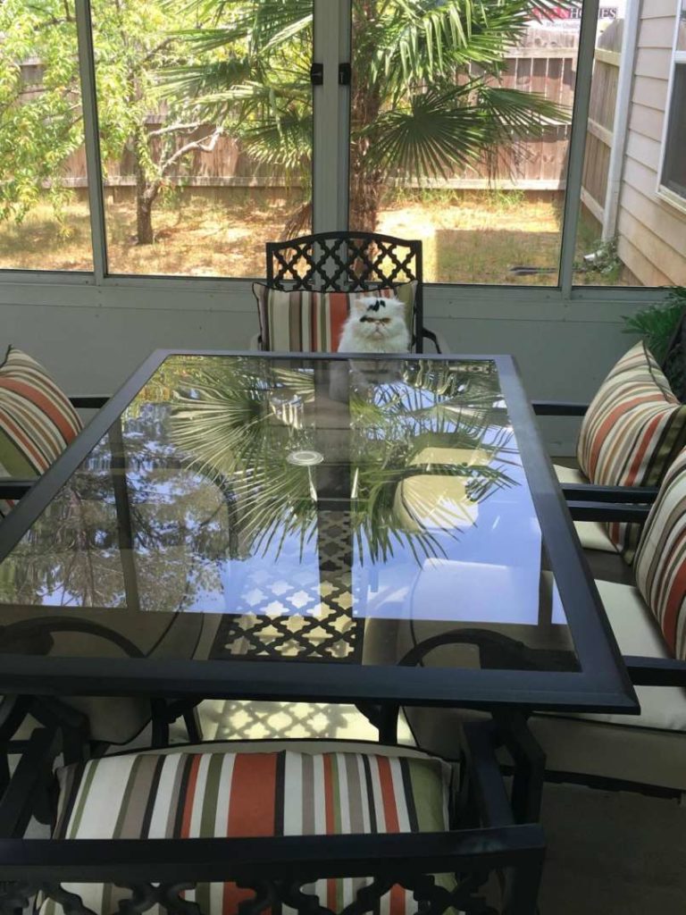 animal-expressivity-1