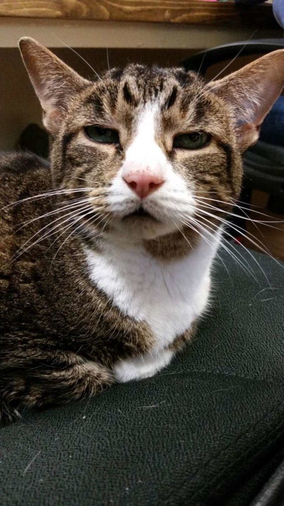 animal-expressivity-10