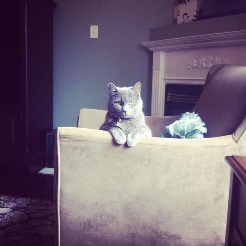 animal-expressivity-11