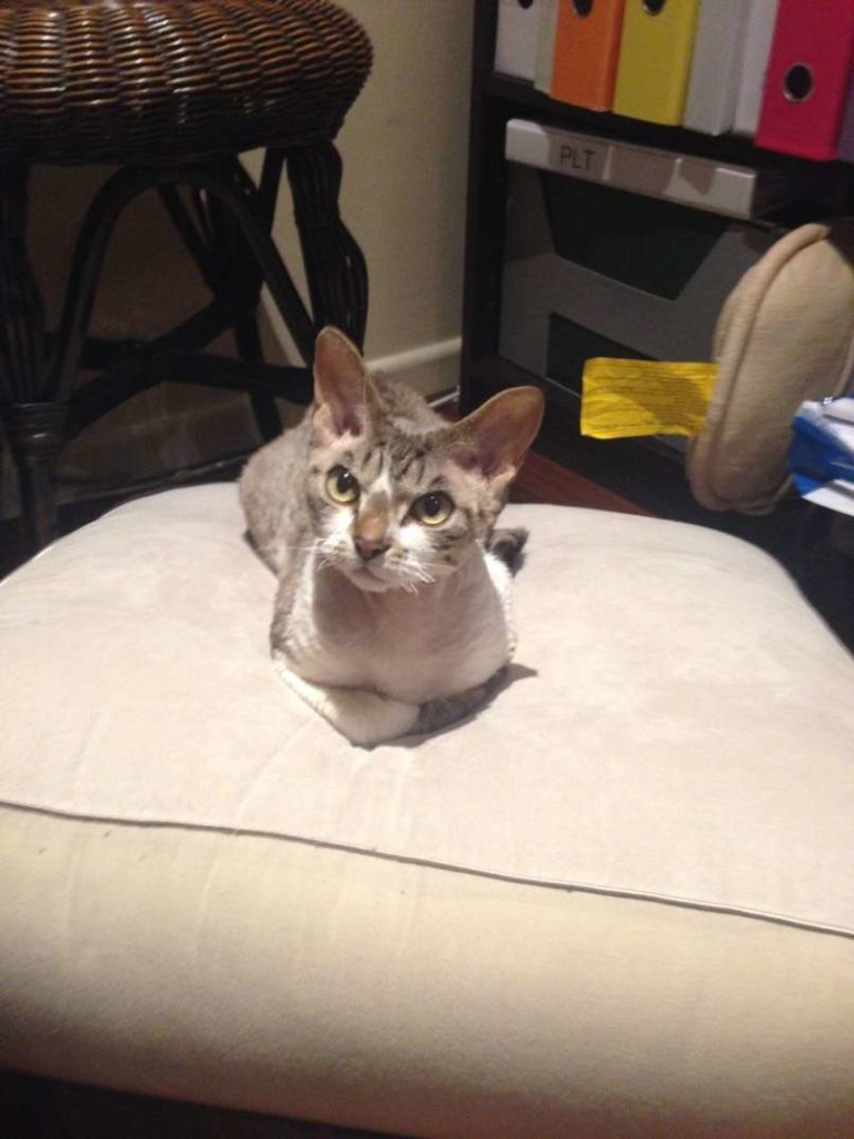 animal-expressivity-12