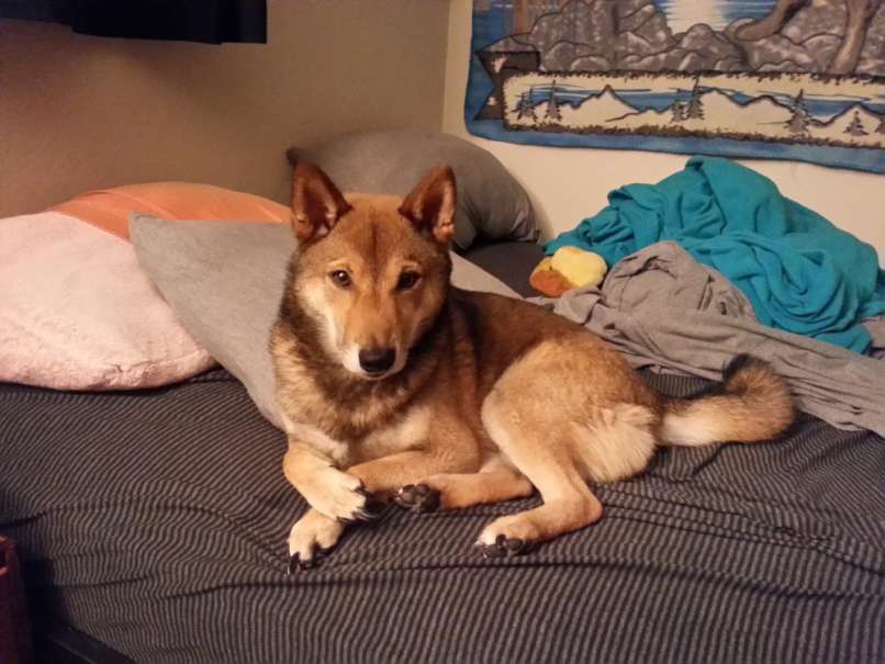 animal-expressivity-13