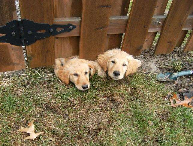 animal-expressivity-2