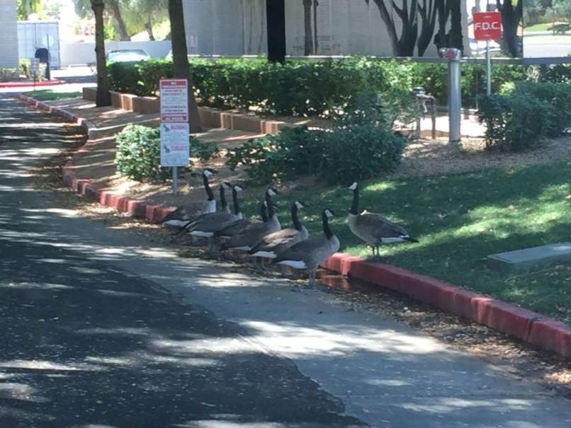 animal-expressivity-3