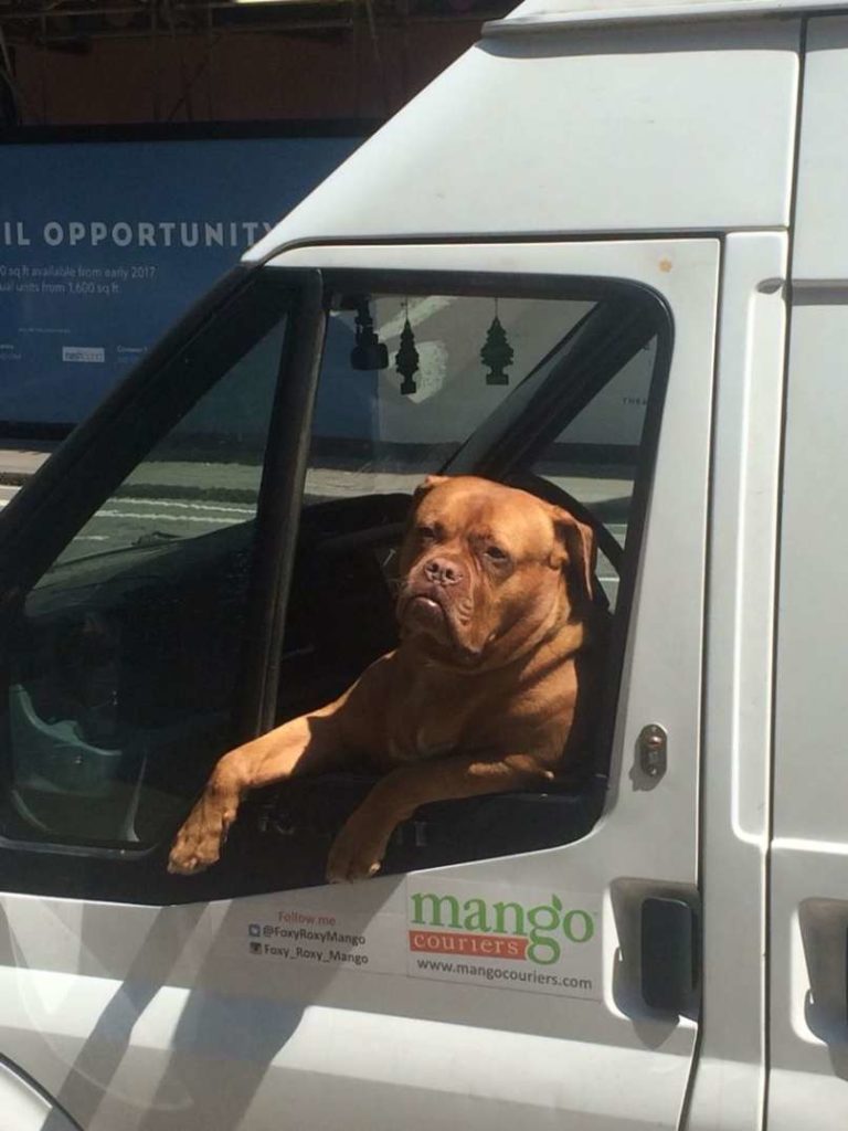 animal-expressivity-4