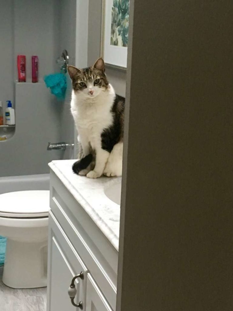 animal-expressivity-5