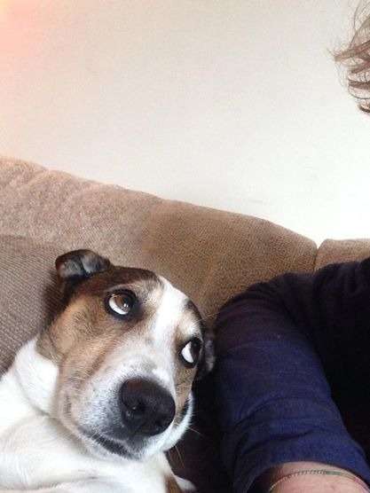 animal-expressivity-9