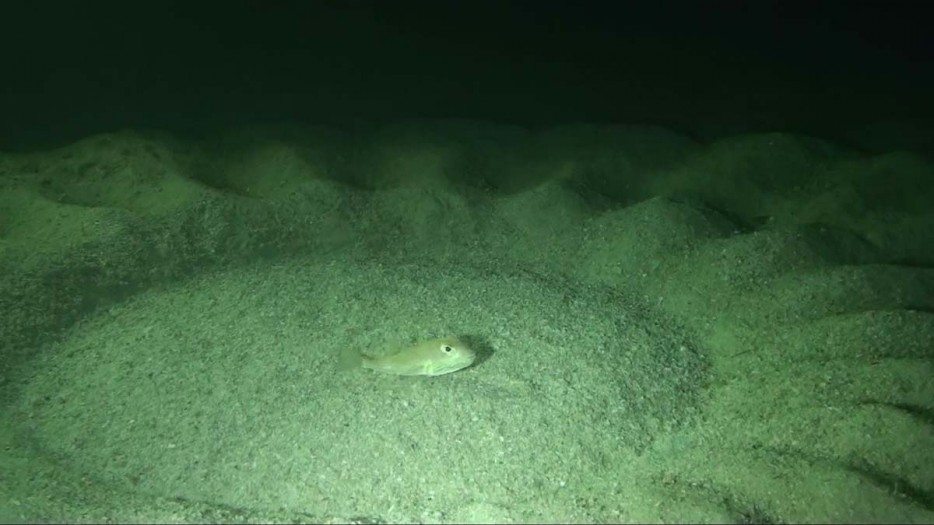 incredible-nature-23