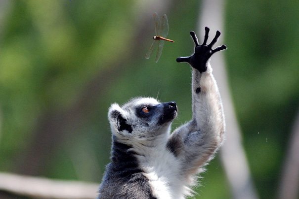 animal-flawless-moment-14