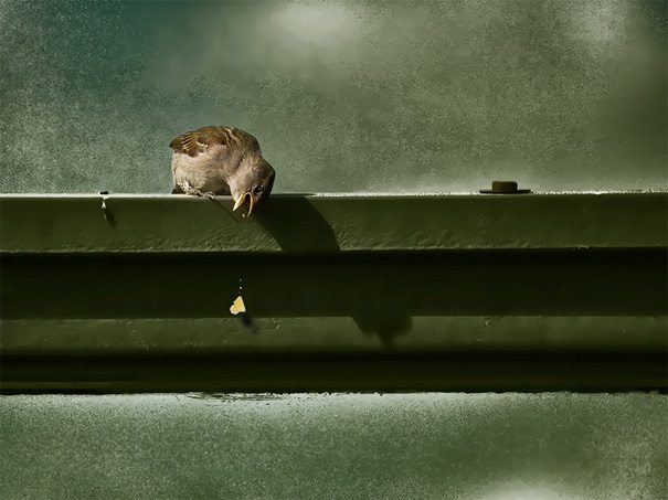 animal-flawless-moment-18