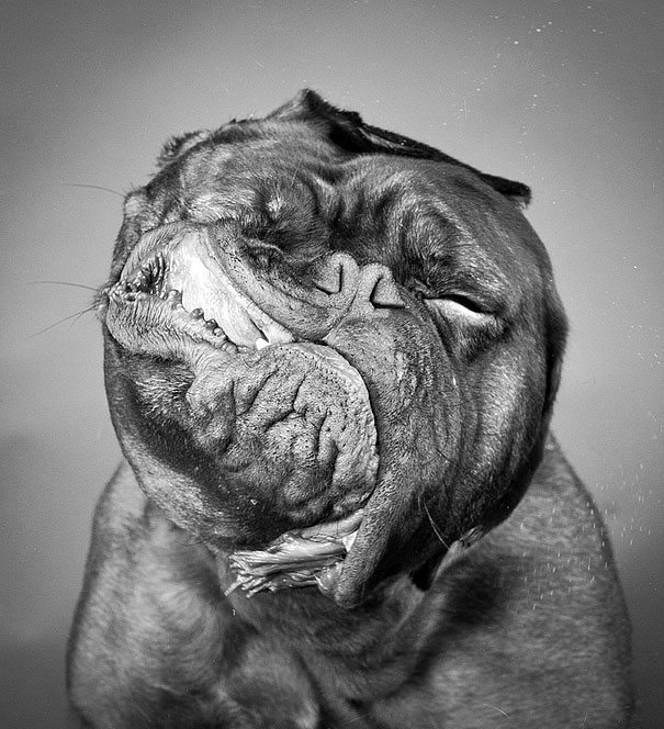 animal-flawless-moment-20